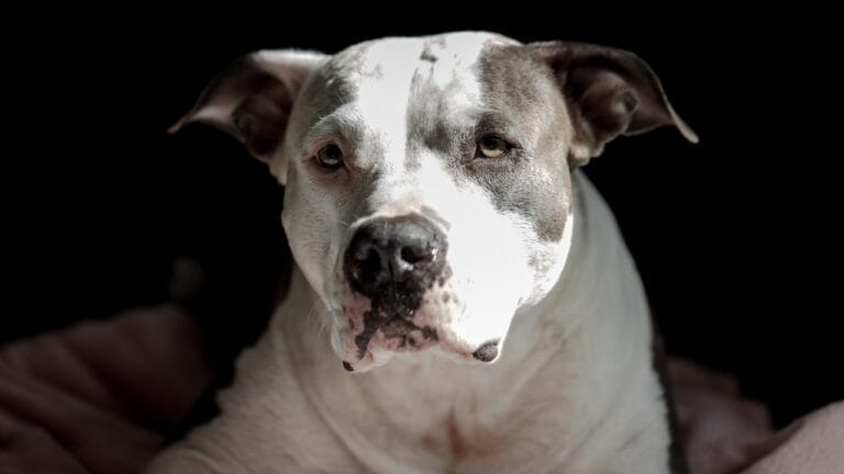 Pit Bull vs. Pit Bull-Type: 8 Myths About Staffordshire Bull Terriers, Debunked 8 Pit Bull vs. Pit Bull-Type: 8 Myths About Staffordshire Bull Terriers, Debunked - Staffordshire Bull Terrier ss2327421215