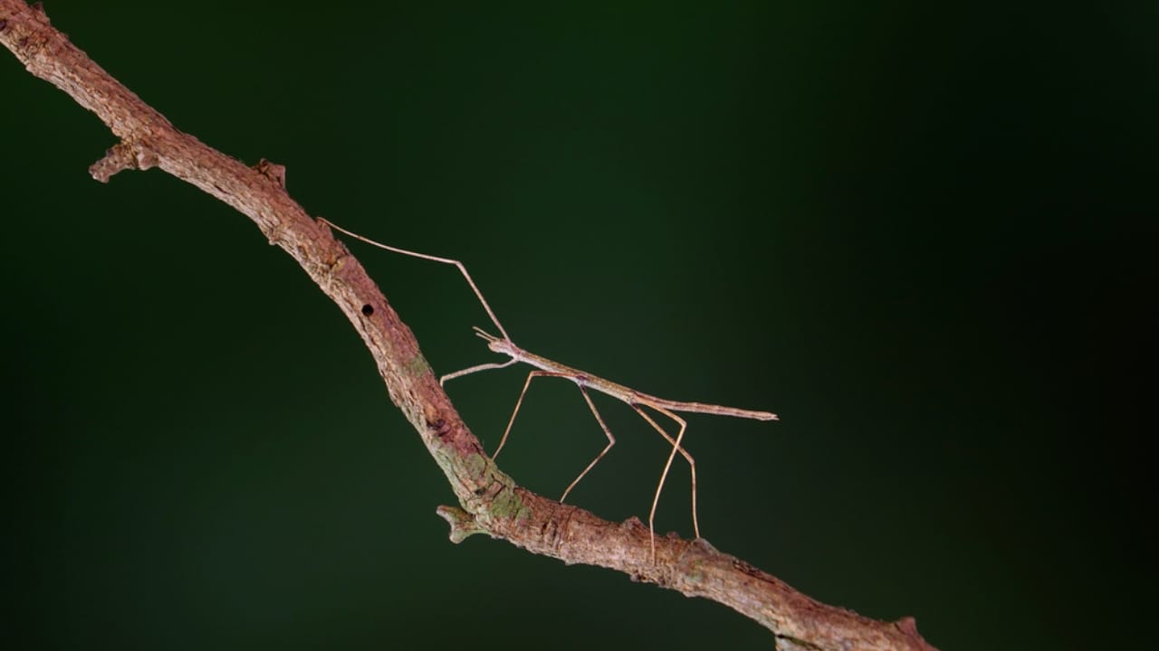 15 Insects You&rsquo;d Never Expect to Make Awesome Pets - Stick insect or Phasmids dp508926032