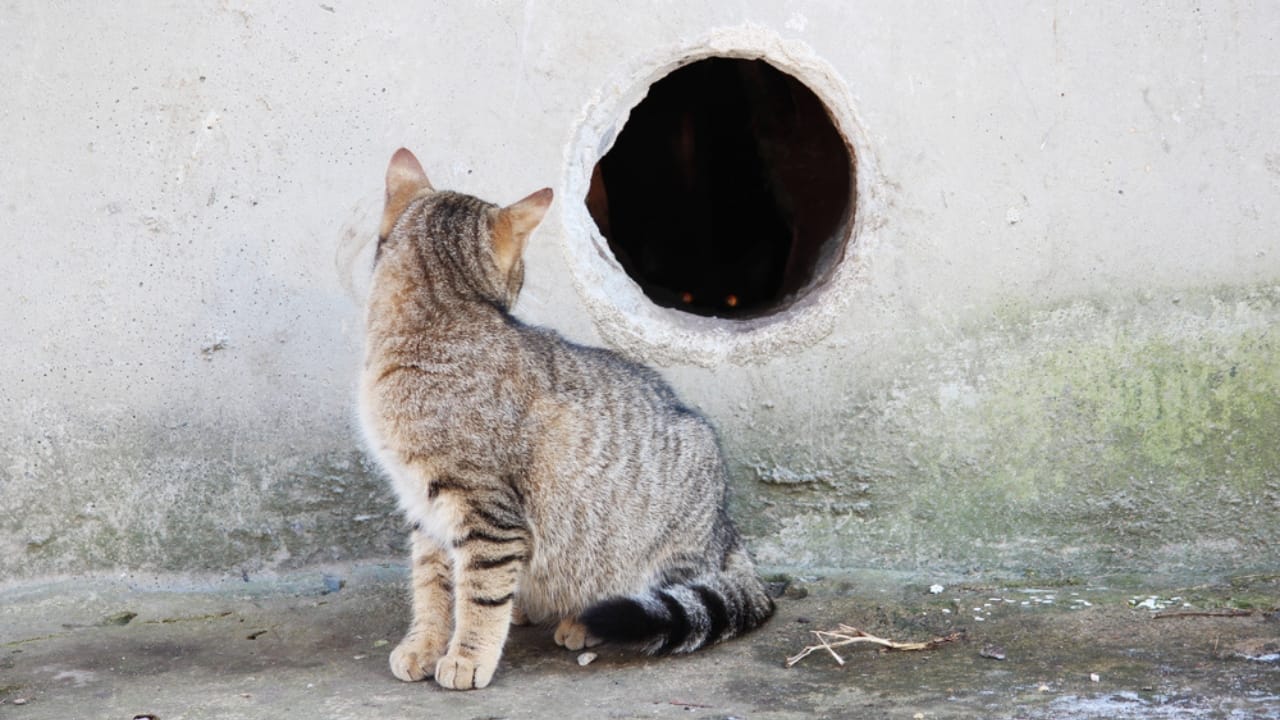 Cats are Almost Liquid: Here’s Why They Can Ooze Through Small Spaces - Striped stray cat looking at the hole dp142077244