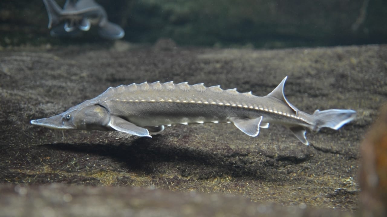 Still Alive: 18 Species That Have Outlasted Mass Extinctions 9 Still Alive: 18 Species That Have Outlasted Mass Extinctions - Sturgeon ss2247232271