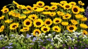 10 Best Flowers for Raised Beds That Will Bloom All Season Long 1 10 Best Flowers for Raised Beds That Will Bloom All Season Long - Sunflowers Latin name Helianthus annus flowers dp210352712