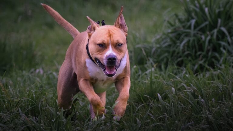 15 Dog Breeds That Could Be Mistaken for Pit Bulls 2 15 Dog Breeds That Could Be Mistaken for Pit Bulls - TAN AND WHITE PIT BULL MIX ss