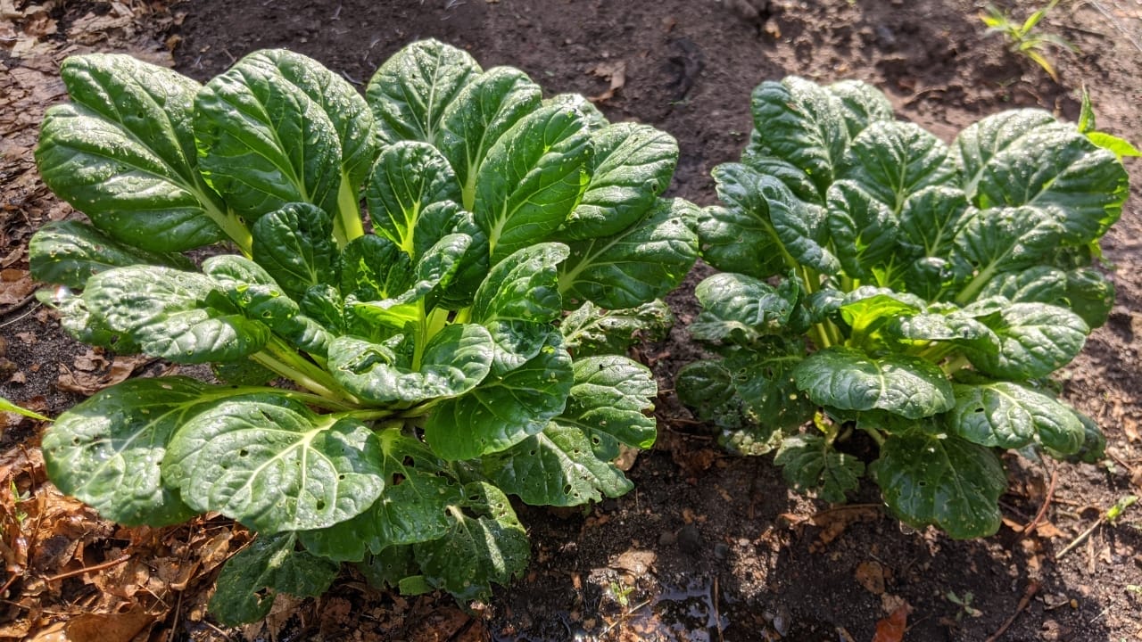 Frost-Defying Veggies: 25 Cold-Hardy Heroes for Your Winter Garden 22 Frost-Defying Veggies: 25 Cold-Hardy Heroes for Your Winter Garden - Tatsoi growing in the garden ss2325625439