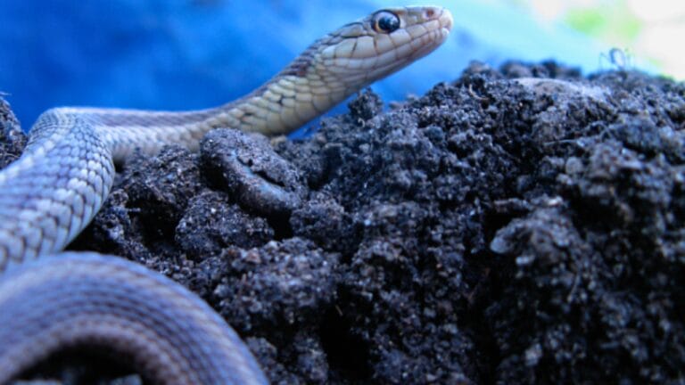 Purple Snakes: Nature’s Jewel-Toned Reptiles & Their Unique Traits 6 Purple Snakes: Nature’s Jewel-Toned Reptiles & Their Unique Traits - Thamnophis Sirtalis wiki snake