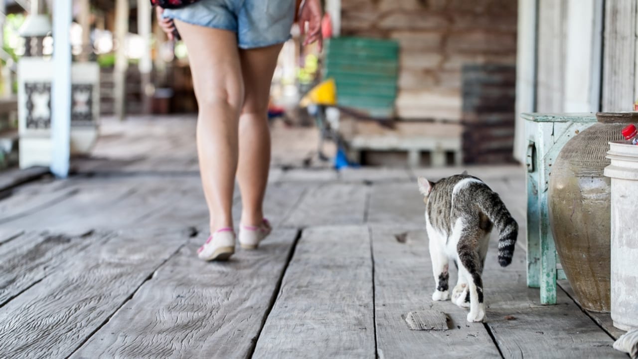 8 Sweet Ways Cats Show They Appreciate You 6 8 Sweet Ways Cats Show They Appreciate You - The cat is following woman ss663482230