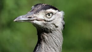Meet the Kori Bustard: The 44-Pound Giant That Flies Against All Odds 1 Meet the Kori Bustard: The 44-Pound Giant That Flies Against All Odds - The kori bustard Ardeotis kori ss2435551447