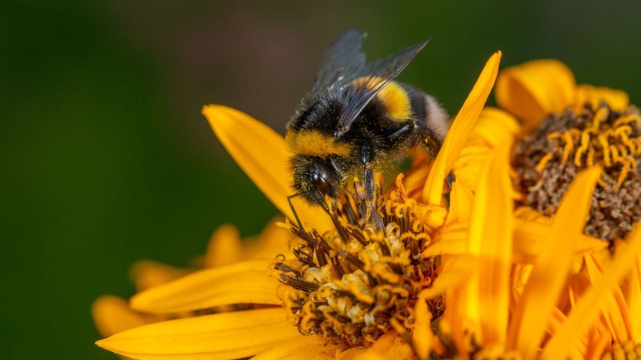 Meet America’s First Bumblebee Conservation Dog, Saving Bees Nationwide 5 Meet America’s First Bumblebee Conservation Dog, Saving Bees Nationwide - The plight of bumblebees ss2458034051