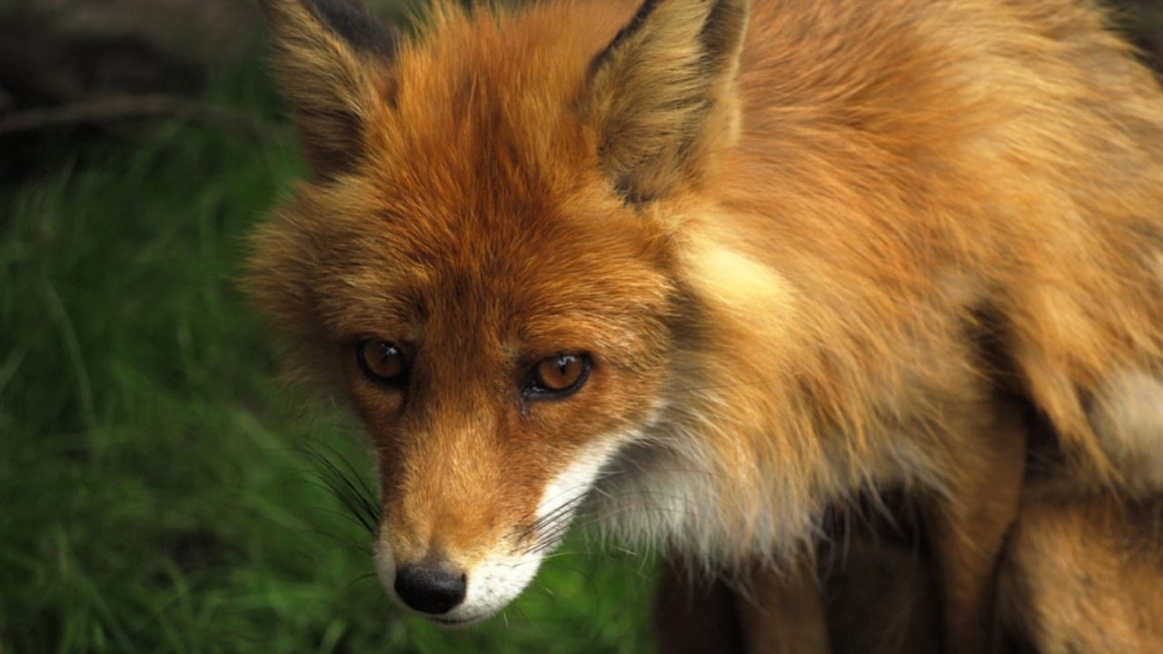 As Lassen Red Foxes Near Extinction, a Genetic Rescue Could Be Their Lifeline 4 As Lassen Red Foxes Near Extinction, a Genetic Rescue Could Be Their Lifeline -