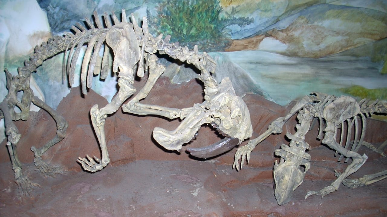 14 Ancient Beasts That Would Make T-Rex Look Tame 15 14 Ancient Beasts That Would Make T-Rex Look Tame - Thylacosmilus wc