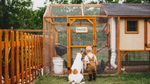 15 Common Mistakes to Avoid When Raising Backyard Chickens 1 15 Common Mistakes to Avoid When Raising Backyard Chickens - Toddler and Dog looking at Backyard Chicken Coop ss1841213173 degm