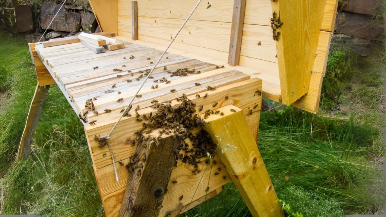 New to Beekeeping? 10 Hive Styles You Need to Know 3 New to Beekeeping? 10 Hive Styles You Need to Know - Top Bar Hive dp182245750