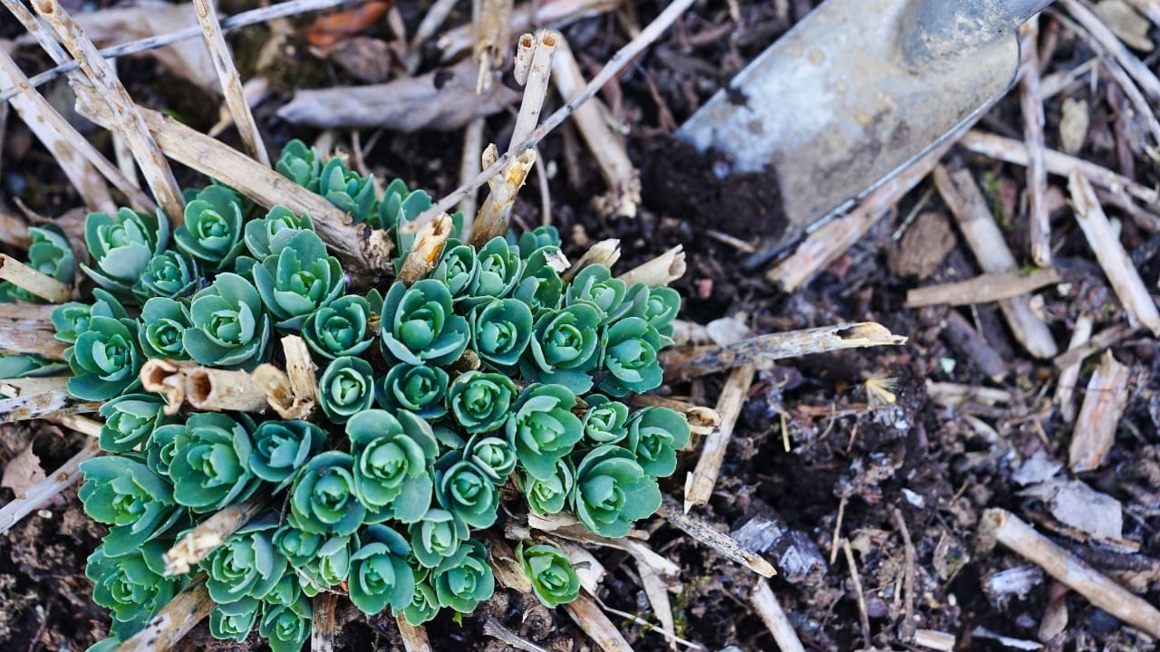 How to Divide Perennials & Double Your Garden Blooms—for Free - Transplanting a sedum plant ss591994355 degm