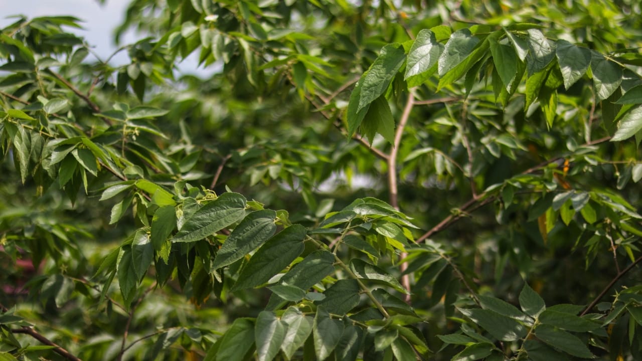 Legal CBD without Cannabis... Scientists Discover CBD in Native Plant, Opening New Possibilities 2 Legal CBD without Cannabis... Scientists Discover CBD in Native Plant, Opening New Possibilities - Trema micrantha ss2472478949