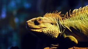 Still Alive: 18 Species That Have Outlasted Mass Extinctions 1 Still Alive: 18 Species That Have Outlasted Mass Extinctions - Tuatara ss1491918797