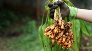 How to Successfully Grow Turmeric in Containers in Any Climate Zone 1 How to Successfully Grow Turmeric in Containers in Any Climate Zone - Turmeric harvested ss2256157759