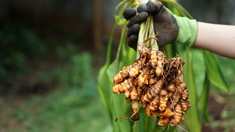 How to Successfully Grow Turmeric in Containers in Any Climate Zone 10 How to Successfully Grow Turmeric in Containers in Any Climate Zone - Turmeric harvested ss2256157759