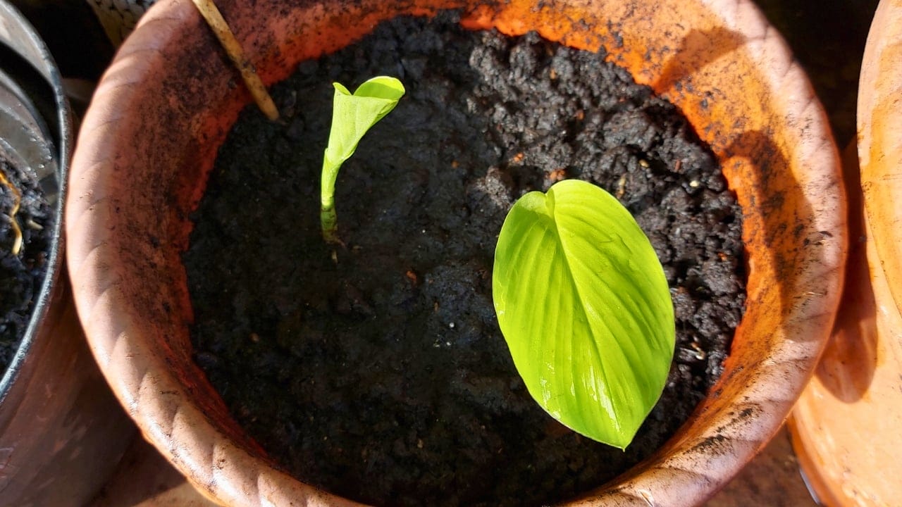 How to Successfully Grow Turmeric in Containers in Any Climate Zone 4 How to Successfully Grow Turmeric in Containers in Any Climate Zone - Turmeric tree on the pot ss2129427374