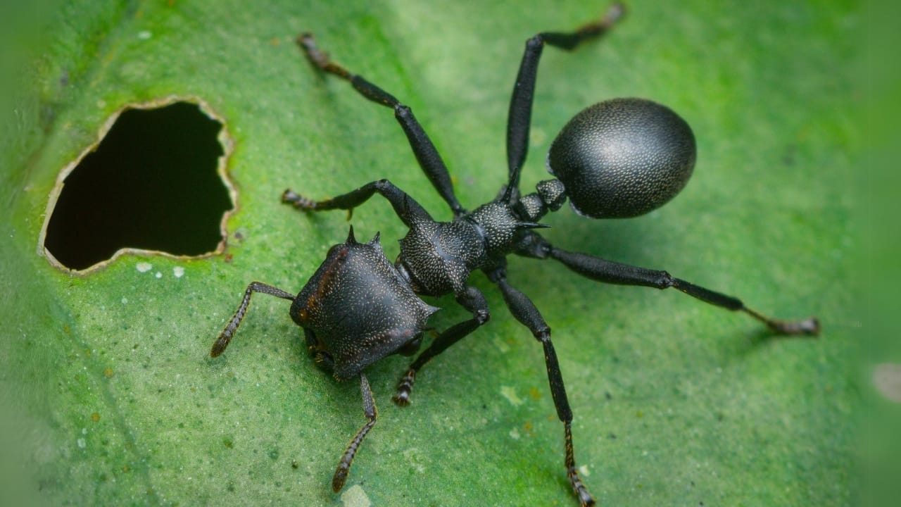Turtle Ants Use Evolution to Turn Their Heads into Living Doors - Turtle Ant 3 wc