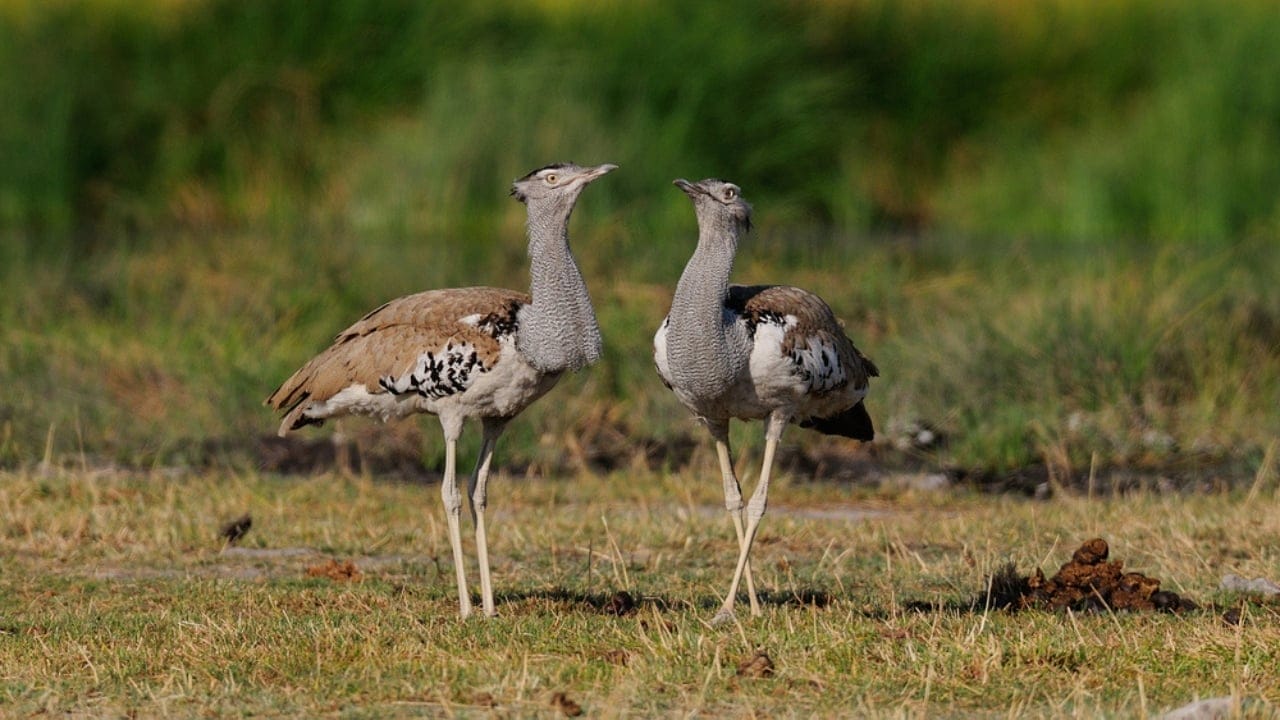 Meet the Kori Bustard: The 44-Pound Giant That Flies Against All Odds 6 Meet the Kori Bustard: The 44-Pound Giant That Flies Against All Odds - Two kori bustard dp344713416