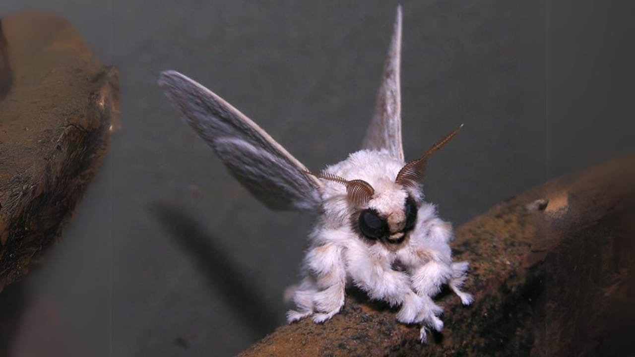 25 Real Animals That Look Too Unique to Be True 18 25 Real Animals That Look Too Unique to Be True - Venezuelan Poodle Moth wc