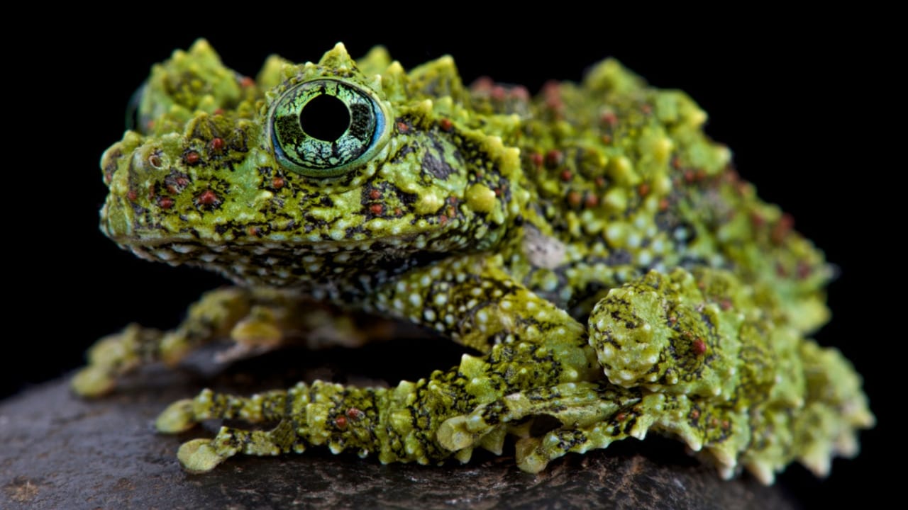 25 Real Animals That Look Too Unique to Be True 24 25 Real Animals That Look Too Unique to Be True - Vietnamese Mossy Frog dp200475464