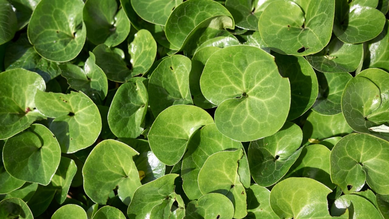 Mastering the Art of Growing Wild Ginger: A Shade-Loving Groundcover Gem - View of Asarum europaeum plant dp452210638