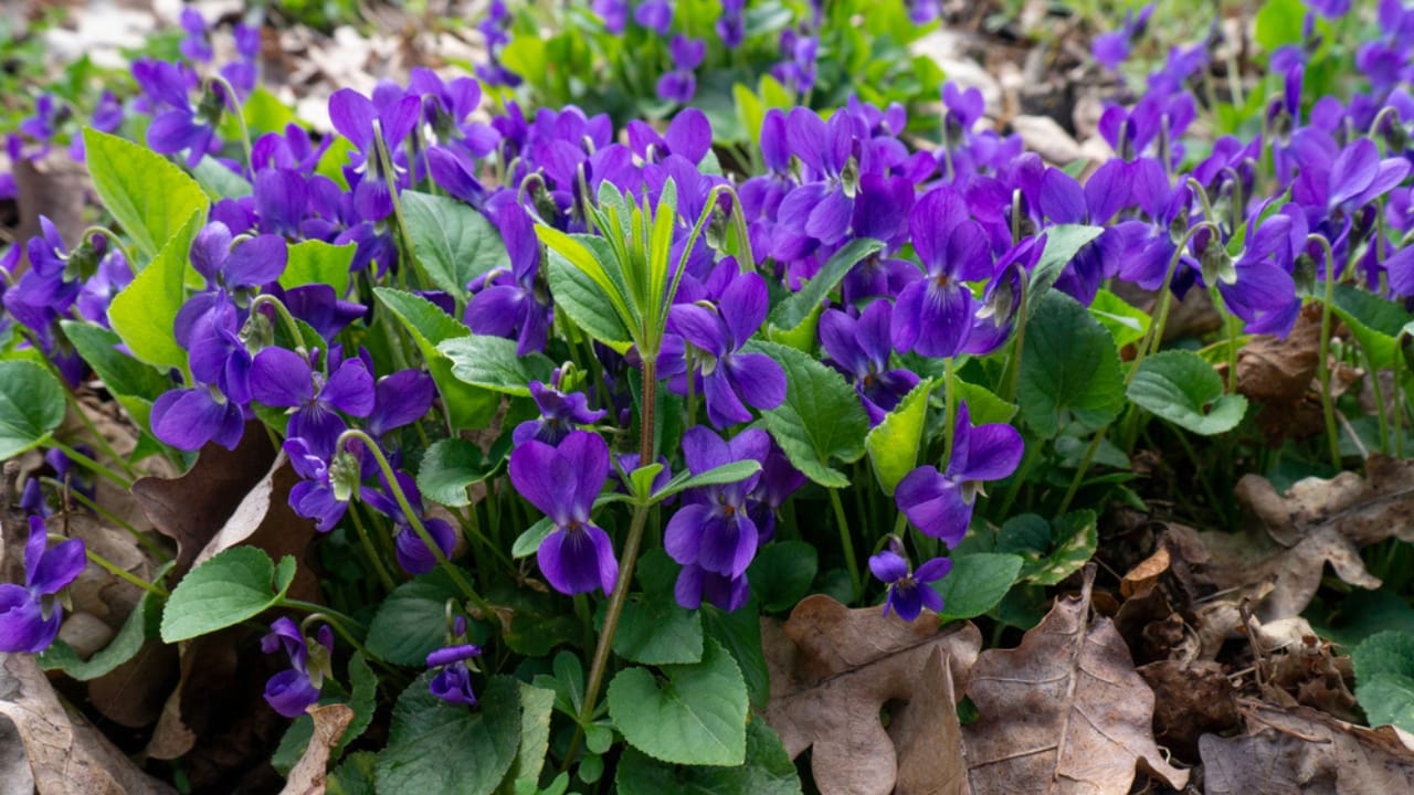 11 Flowers & Plants That Rose from the Ashes of War 8 11 Flowers & Plants That Rose from the Ashes of War - Viola odorata Wild violets in nature ss1962694501