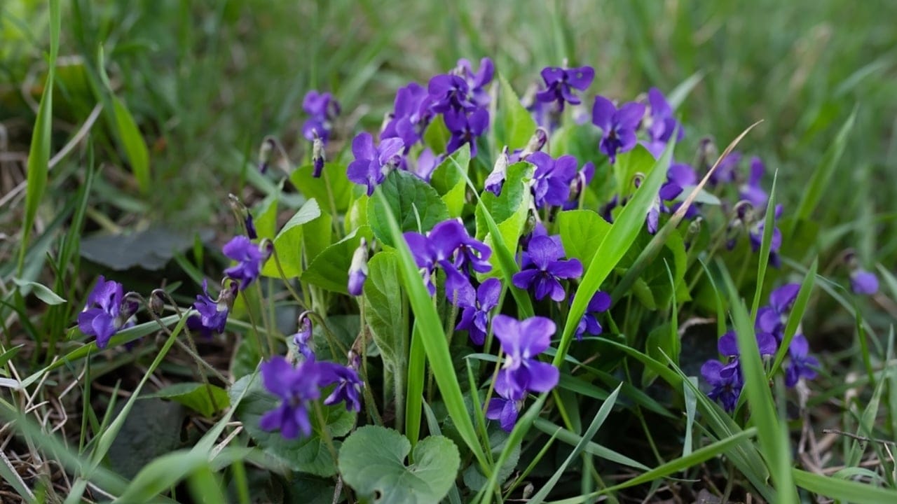 Think Wild Violets Are Weeds? Here’s Why You’re Wrong 9 Think Wild Violets Are Weeds? Here’s Why You’re Wrong - Viola odorata wood violet ss2417038323