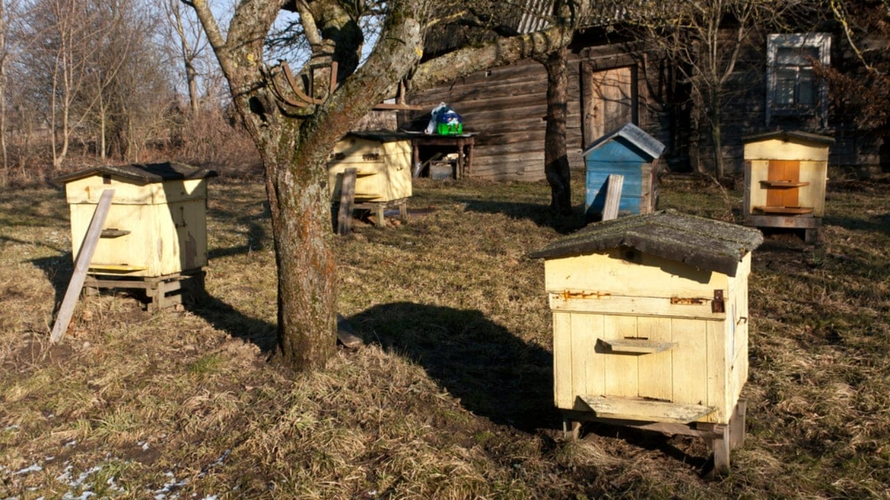 New to Beekeeping? 10 Hive Styles You Need to Know 4 New to Beekeeping? 10 Hive Styles You Need to Know - Warre Hive dp105657098