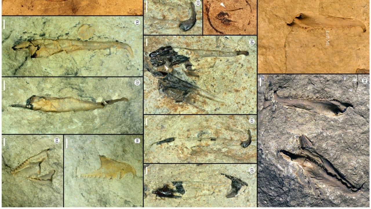 10 of the Weirdest Extinct Animals You've Never Heard Of 5 10 of the Weirdest Extinct Animals You've Never Heard Of - Websteroprion armstrongi wc