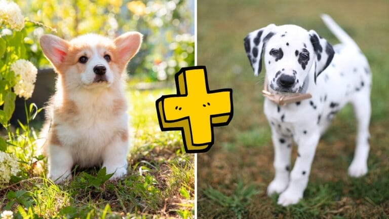 Adorable Spots and Short Legs—This Unique Dog Breed Will Steal Your Heart 9 Adorable Spots and Short Legs—This Unique Dog Breed Will Steal Your Heart - Welsh corgi dalmation ss2492593105 1875501829 degm