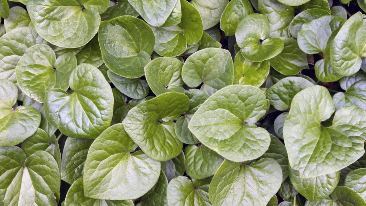 Mastering the Art of Growing Wild Ginger: A Shade-Loving Groundcover Gem 4 Mastering the Art of Growing Wild Ginger: A Shade-Loving Groundcover Gem - Western Wild Ginger Groundcover dp25501937