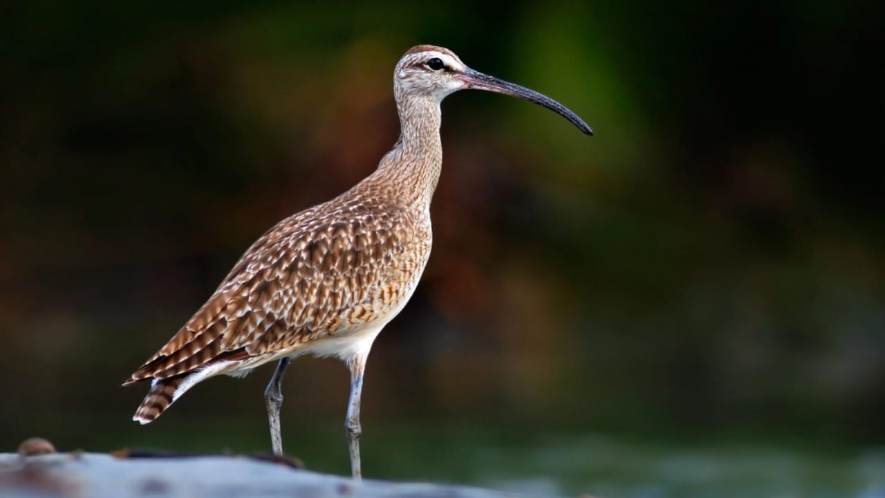 18 Seaside Birds to Look Out for on Your Next Beach Day 19 18 Seaside Birds to Look Out for on Your Next Beach Day - Whimbrel dp119149872