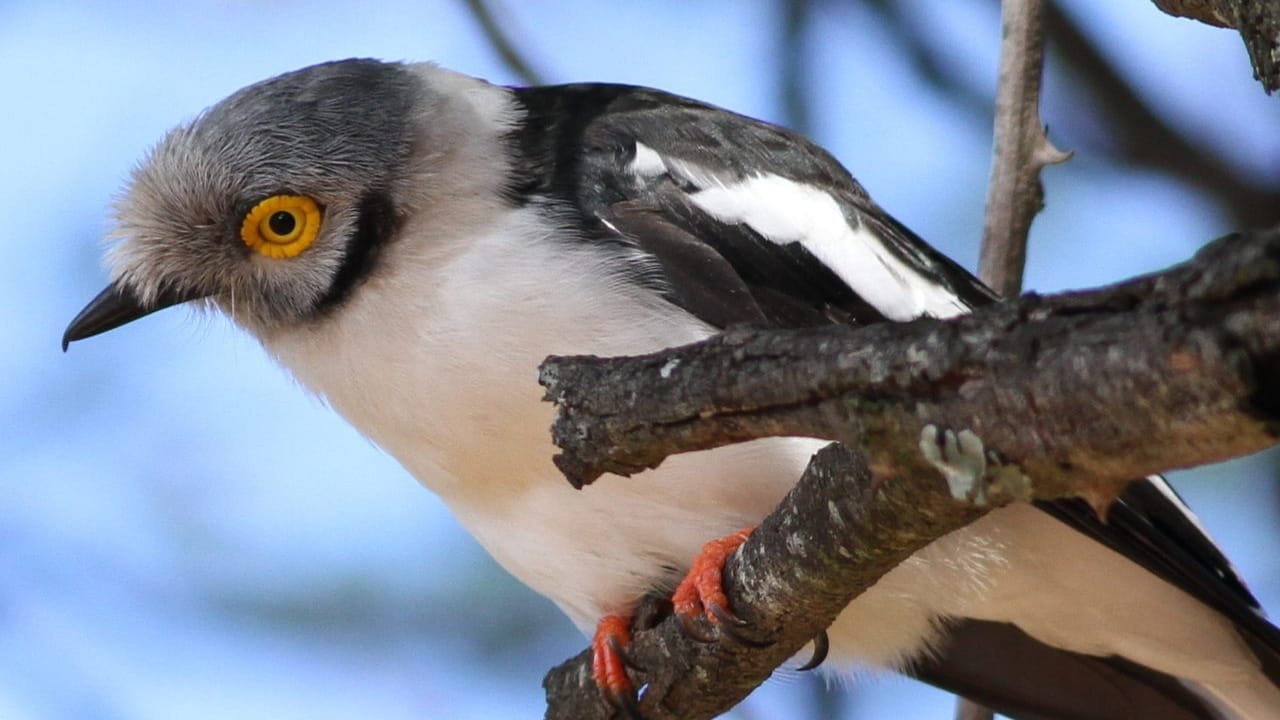 The Bird Whose Eyes Resemble Sunflowers: White-Crested Helmetshrike - White crested helmetshrike Prionops plumatus wc