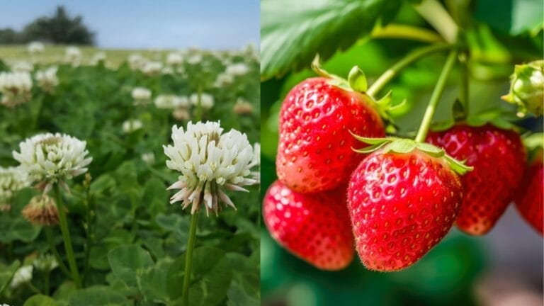 Weed Control the Natural Way: 5 Companion Plant Pairs Every Gardener Should Try 7 Weed Control the Natural Way: 5 Companion Plant Pairs Every Gardener Should Try - White Clover Trifolium Repens ss1814314502 fresh ripe strawberrie ss2490833693