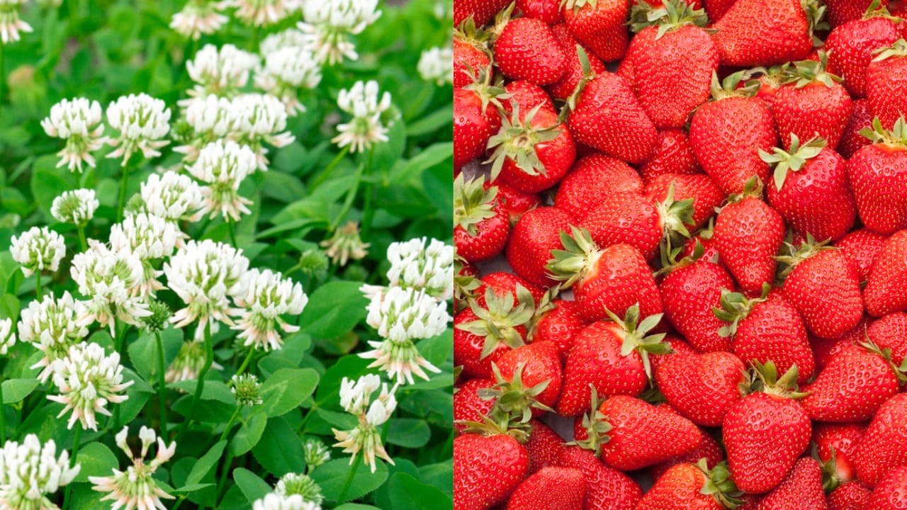 Weed Control the Natural Way: 5 Companion Plant Pairs Every Gardener Should Try 4 Weed Control the Natural Way: 5 Companion Plant Pairs Every Gardener Should Try - White Clover dp391867486 Strawberries dp3206469