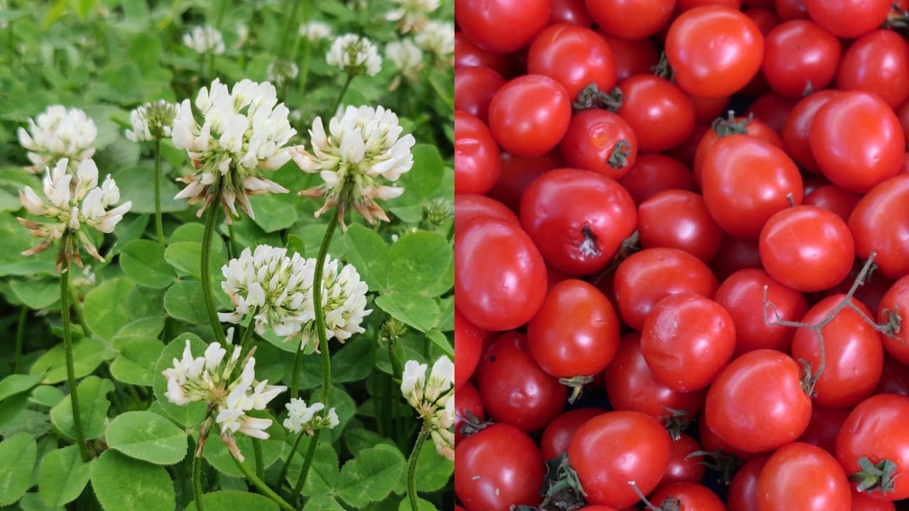 Weed Control the Natural Way: 5 Companion Plant Pairs Every Gardener Should Try 5 Weed Control the Natural Way: 5 Companion Plant Pairs Every Gardener Should Try - White Clover dp396507048 tomatoes dp689163482