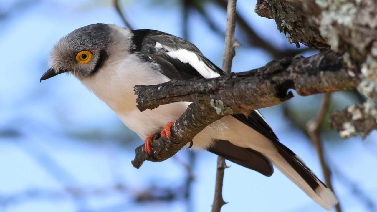 The Bird Whose Eyes Resemble Sunflowers: White-Crested Helmetshrike - White Crested Helmetshrike 1 wc