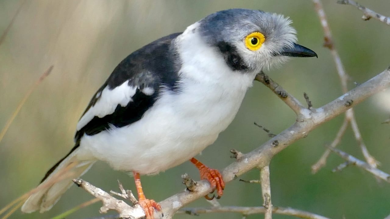 The Bird Whose Eyes Resemble Sunflowers: White-Crested Helmetshrike - White Crested Helmetshrike wc