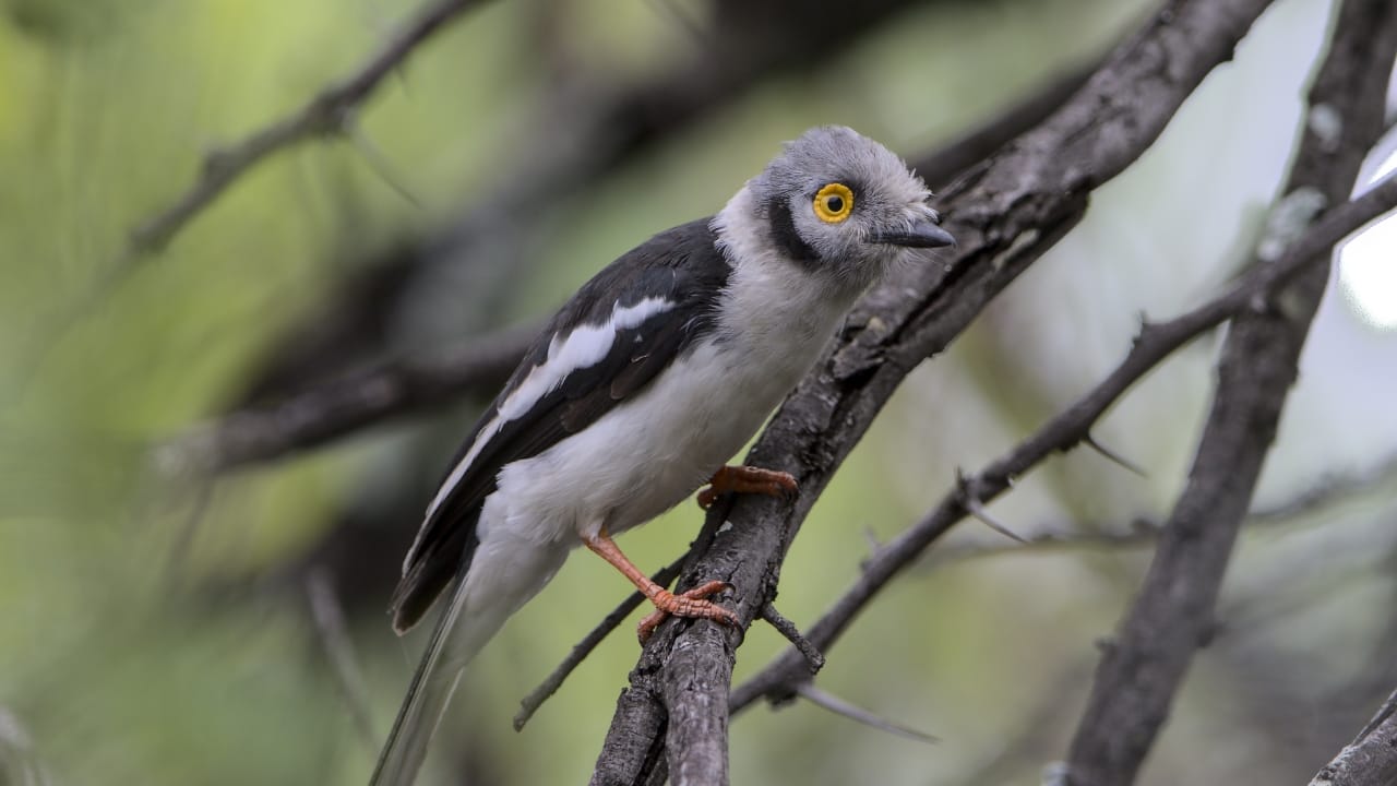 The Bird Whose Eyes Resemble Sunflowers: White-Crested Helmetshrike - White crested helmetshrike Prionops plumatus wc