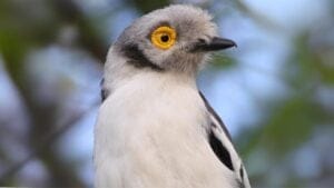 The Bird Whose Eyes Resemble Sunflowers: White-Crested Helmetshrike 1 The Bird Whose Eyes Resemble Sunflowers: White-Crested Helmetshrike - White crested helmetshrike wc 1