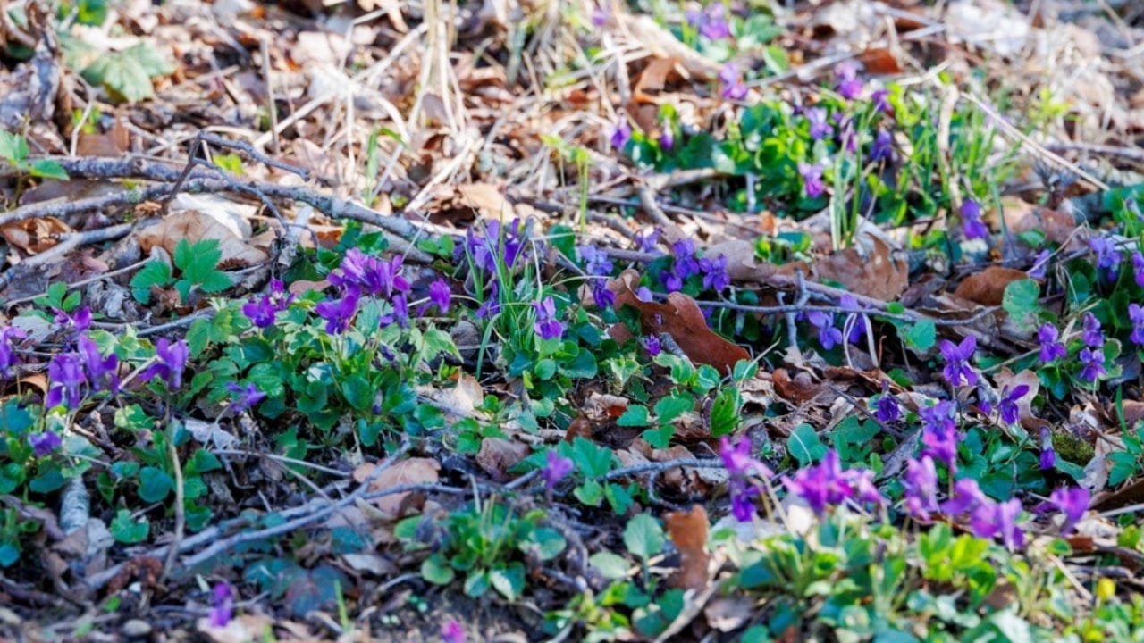 Think Wild Violets Are Weeds? Here’s Why You’re Wrong 11 Think Wild Violets Are Weeds? Here’s Why You’re Wrong - Wild violets in forest ss2439446901