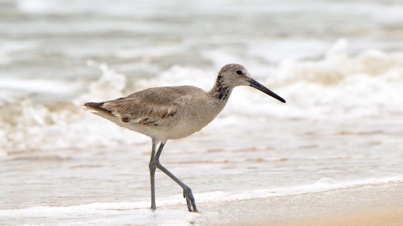 18 Seaside Birds to Look Out for on Your Next Beach Day 16 18 Seaside Birds to Look Out for on Your Next Beach Day - Willet dp153679370