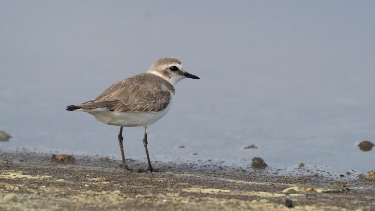 18 Seaside Birds to Look Out for on Your Next Beach Day 13 18 Seaside Birds to Look Out for on Your Next Beach Day - Wilsons Plover dp196716650