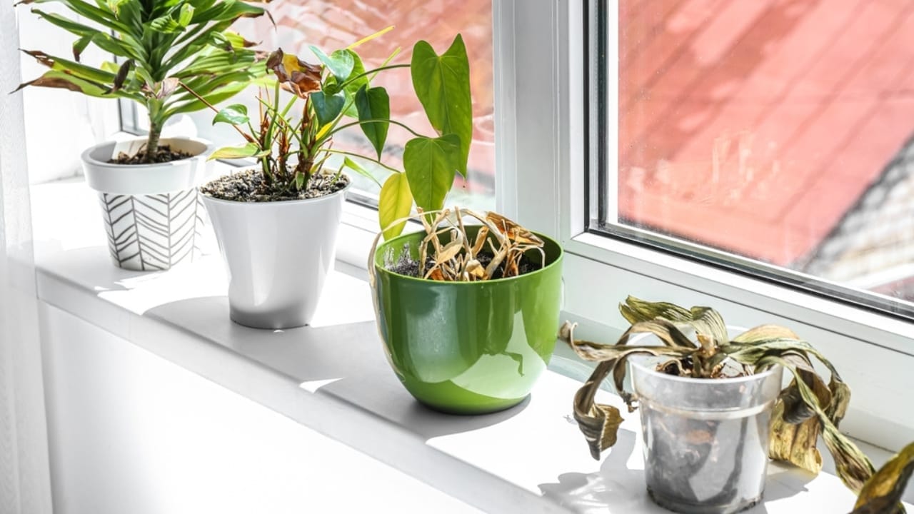 8 Common Challenges with Pothos Houseplants & How to Tackle Them 10 8 Common Challenges with Pothos Houseplants & How to Tackle Them - Wilting Leaves indoor ss2188018833