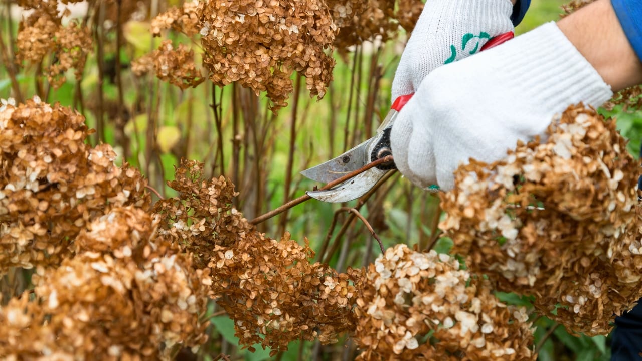 The Dos & Don’ts of Caring for Hydrangeas in the Fall 10 The Dos & Don’ts of Caring for Hydrangeas in the Fall - Woman pruning hydrangea flowers ss1289094739