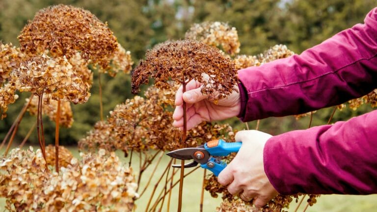 The Dos & Don’ts of Caring for Hydrangeas in the Fall 3 The Dos & Don’ts of Caring for Hydrangeas in the Fall - Woman pruning hydrangea flowers ss2224739647