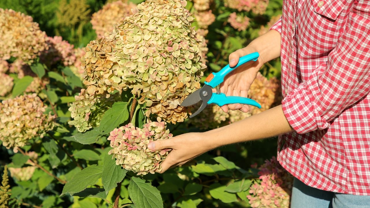 The Dos & Don’ts of Caring for Hydrangeas in the Fall 9 The Dos & Don’ts of Caring for Hydrangeas in the Fall - Woman pruning hydrangea flowers ss2389412355