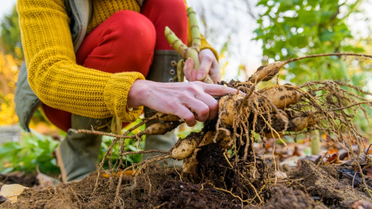 Overwinter Dahlias: How to Save Them for Next Year’s Blooms 4 Overwinter Dahlias: How to Save Them for Next Year’s Blooms - Woman digging up dahlia plant tubers dp633894872