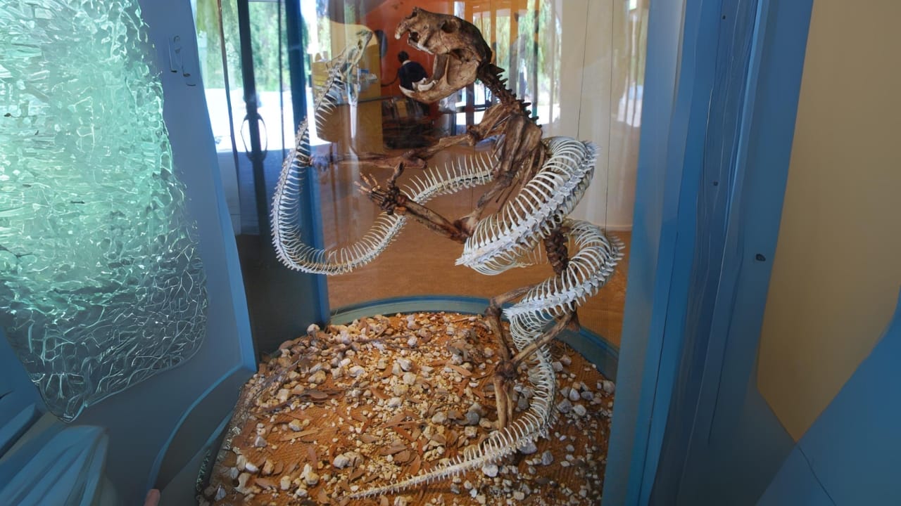 10 of the Weirdest Extinct Animals You've Never Heard Of 7 10 of the Weirdest Extinct Animals You've Never Heard Of - Wonambi naracoortensis vs Thylacoleo wc